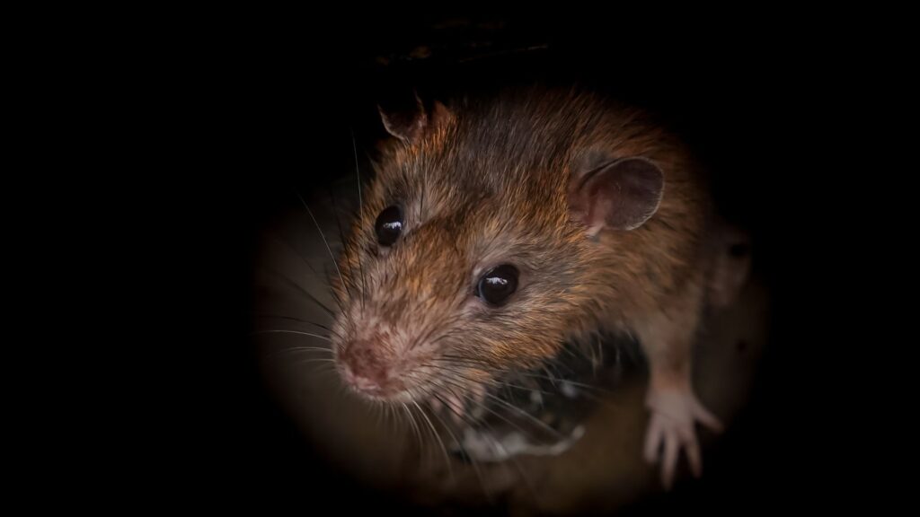 Montering af rottespærre – Pris & Indhent tilbud