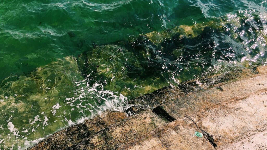 Fjernelse af alger på fliser