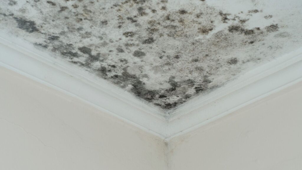 Afrensning af skimmel på undertag: Hvad er prisen?